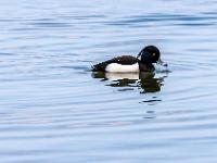 Reiherente Männchen